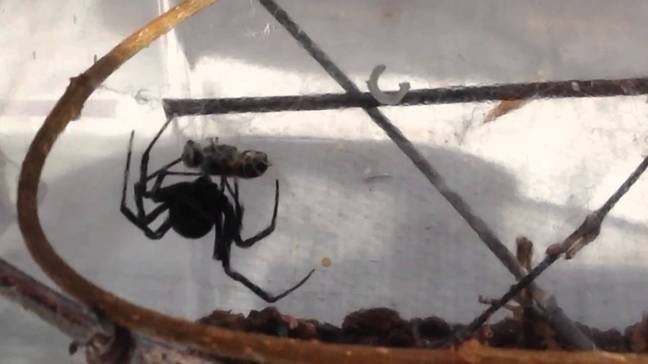 Western black widow spider rushing towards a meal