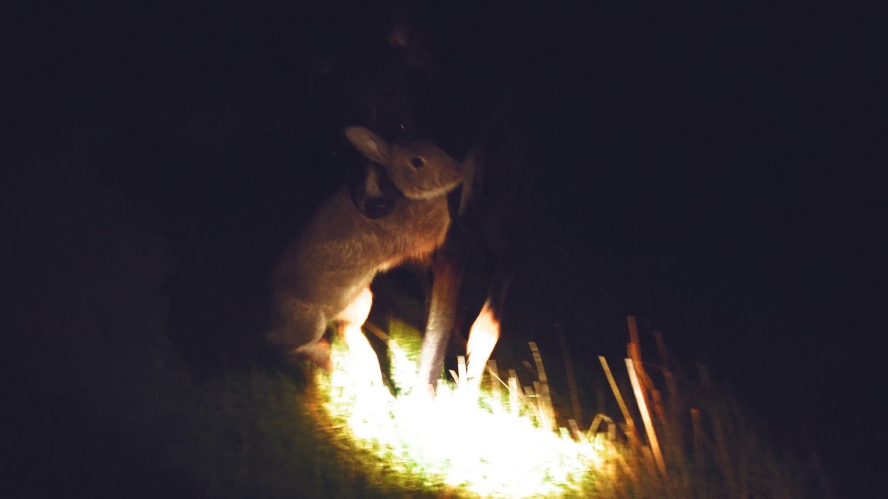 Hunting rabbits with Lurcher Punch  NIGHTSABER ALPHA V2