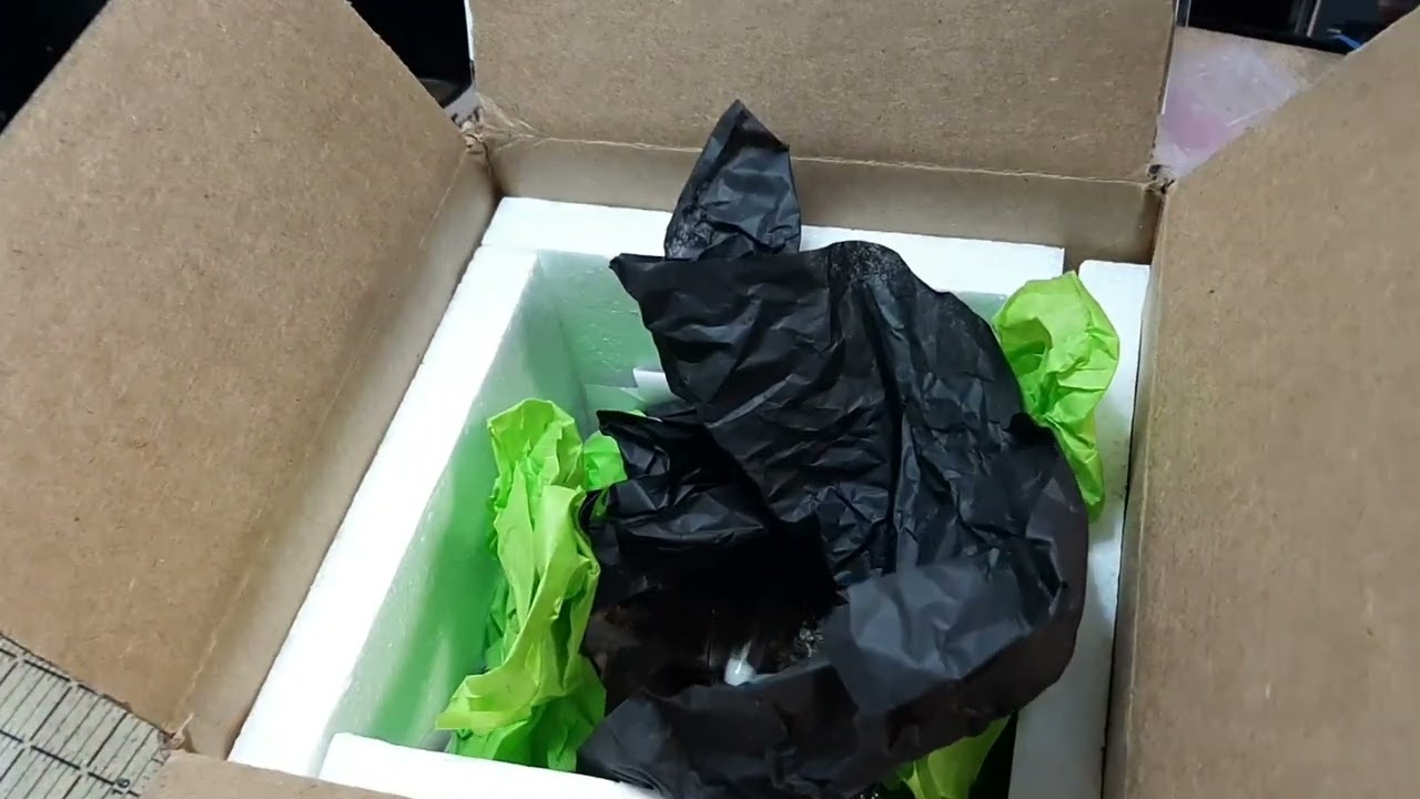 Big unboxing of tiny tarantulas from fangztv!