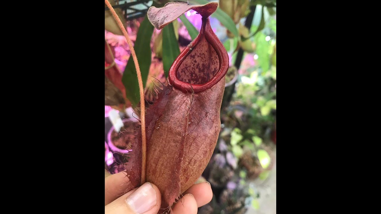 Species Spotlight: Nepenthes  suratensis