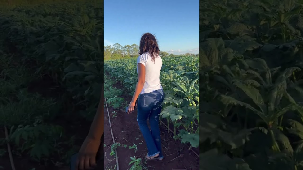 Harvesting Okra, Market Prices staying positive