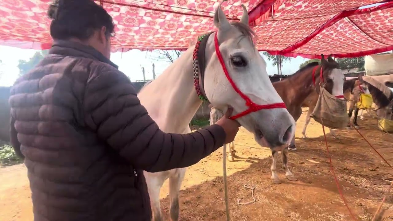 # horse lover # viral video # Muzaffarnagar video # Chambi Ghodi # 💕💕