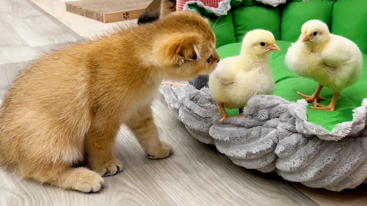 Котенок следит чтоб цыплята не убежали с лежанки. Смешно и мило