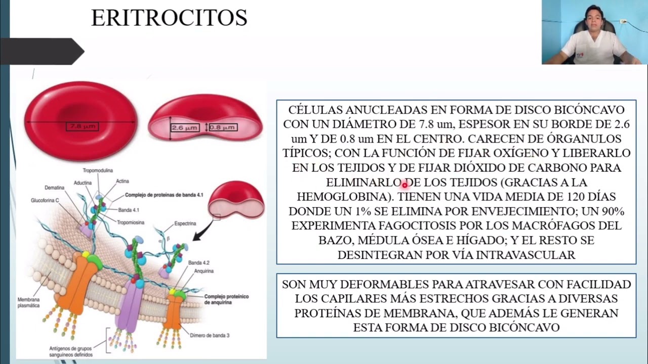 HISTOLOGÍA: TEJIDO SANGUÍNEO