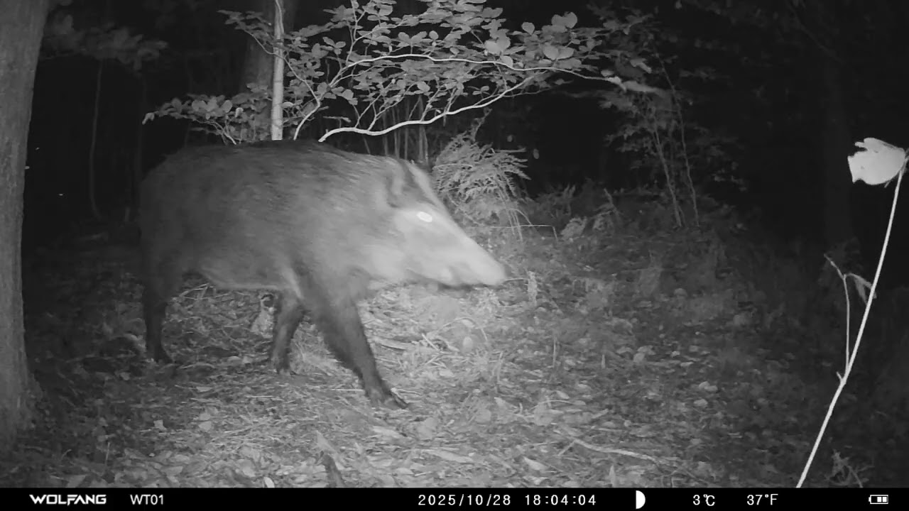Fototrampeo: El jabalí en su hábitat natural