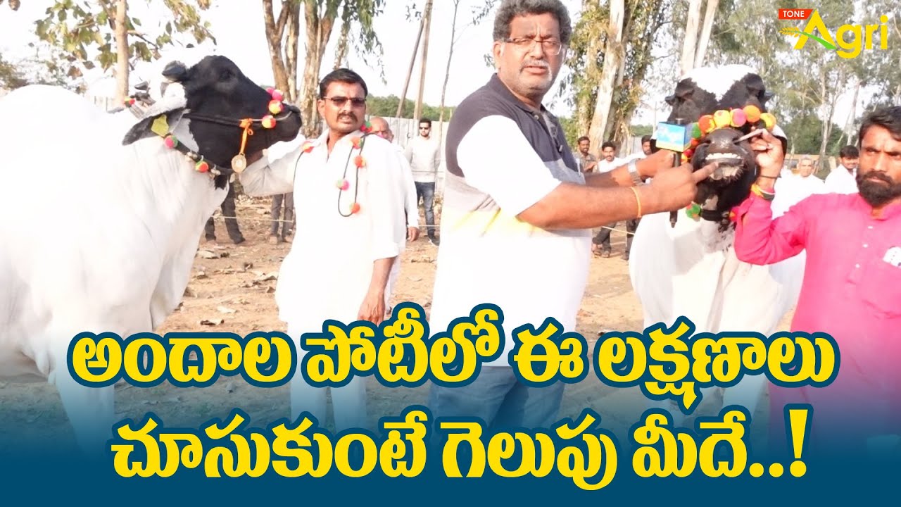 Ongole Cow Beauty Competition | అందాల పోటీలో ఈ లక్షణాలు చూసుకుంటే గెలుపు మీదే..! Tone Agri