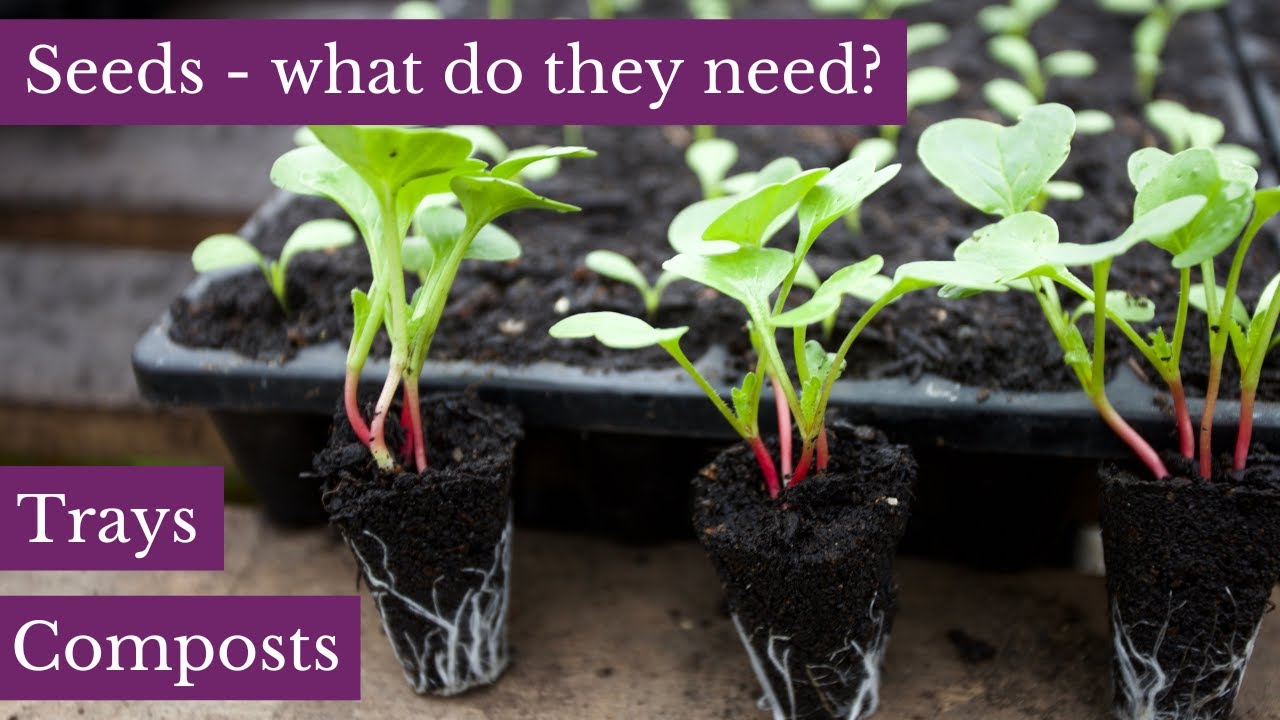 How to succeed the seedlings