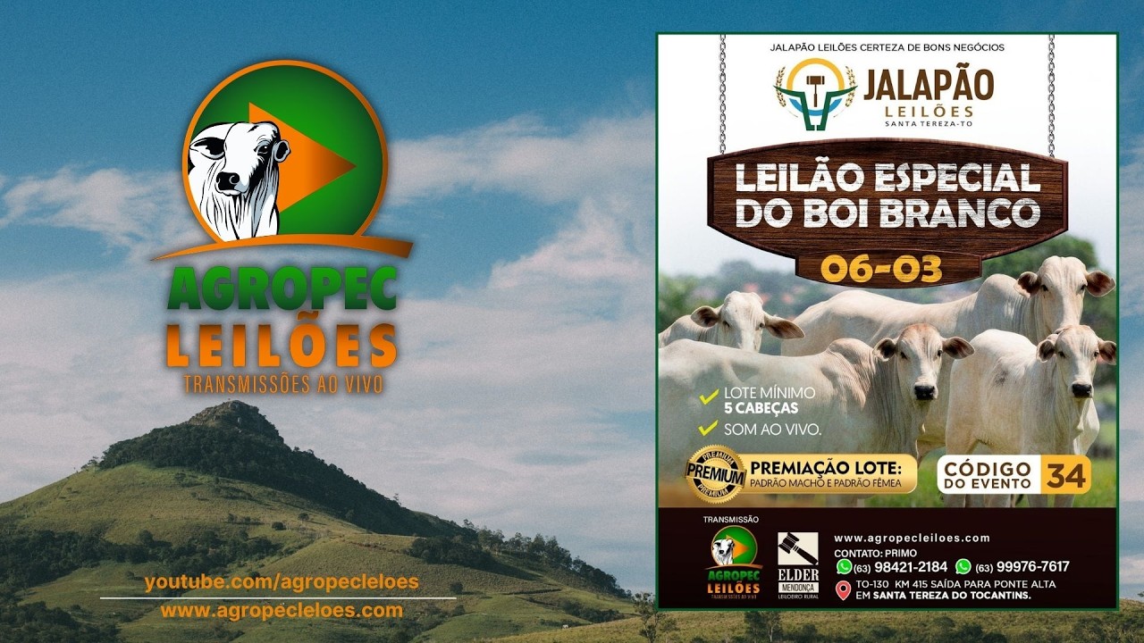 Agropecleiloes.com LEILÃO ESPECIAL DO BOI BRANCO | JALAPÃO LEILÕES - SANTA TEREZA-TO| 06/03/2026.
