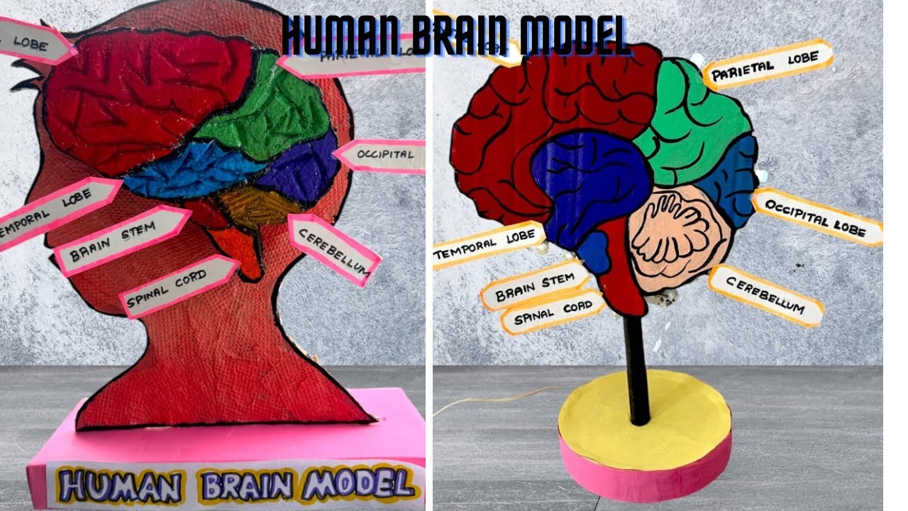 2  Human Brain working models /  DIY biology project / Brain modelHuman Brain Model Making
