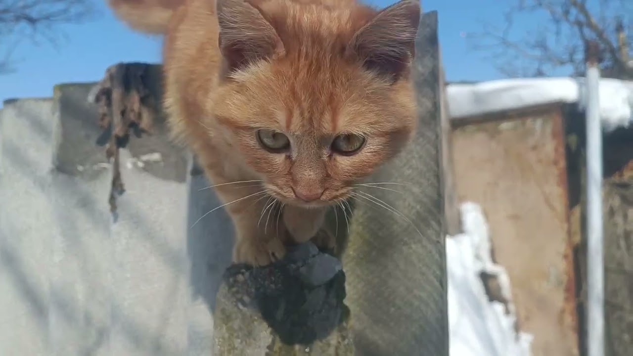 СІЛЬСЬКИЙ БЛОГ.ВЧОРА ЗИМА,СЬОГОДНІ ВЕСНА,А ЗАВТРА ЛІТО????