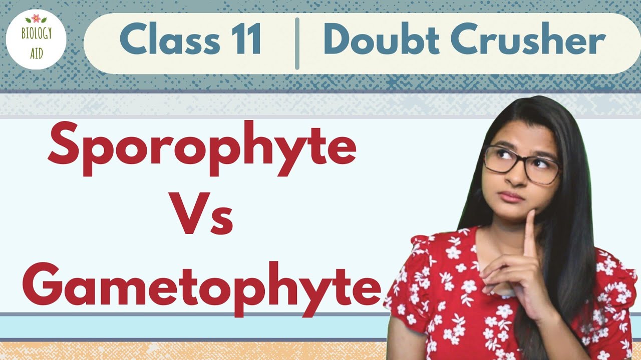 Sporophyte Vs Gametophyte || CLASS 11 || Doubt Crusher ||