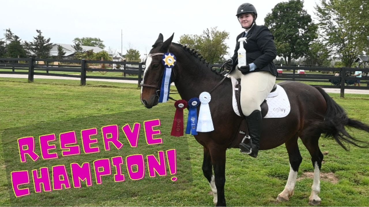 Резервная чемпионка в своем первом сезоне в качестве выставочной лошади