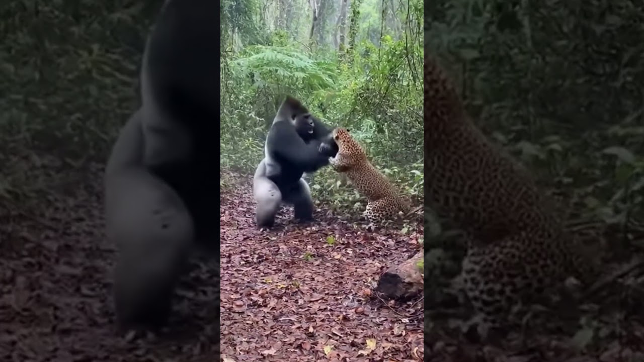 Gorilla vs Leopard Who Wins This Wild Battle?