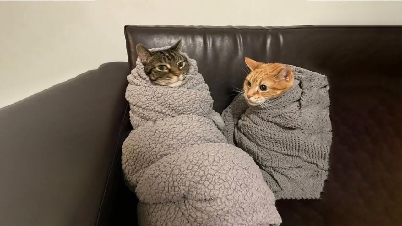 Funniest Cats of 2025 Compilation 🐱 Laughing Out Loud! #68