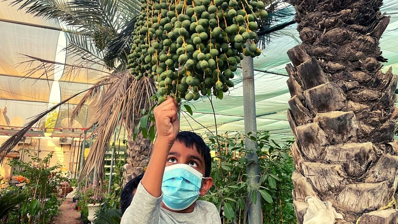 Plant Nursery Tour in Sharjah | Dubai UAE Gardening and Landscping | Plant Nursery Sharjah
