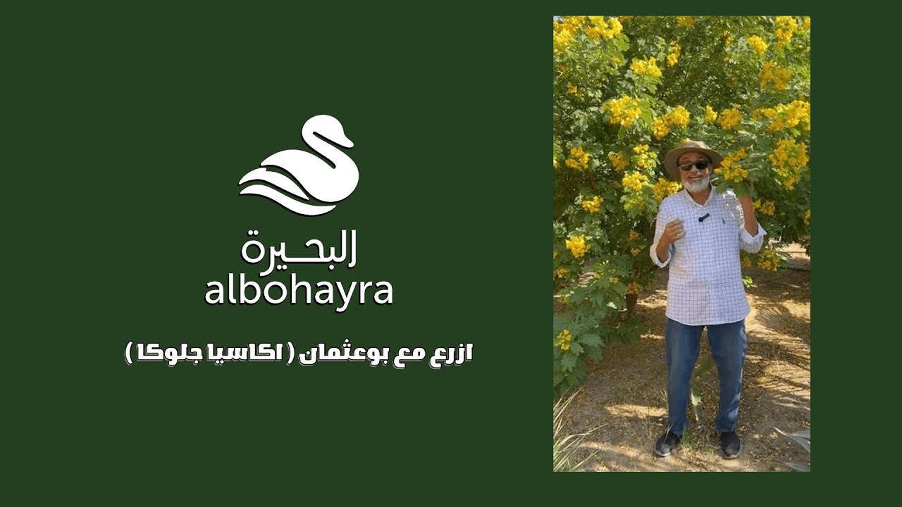 ‎ازرع مع بوعثمان ( اكاسيا جلوكا ) 🪴🧑🏼‍🌾 | Albohayra