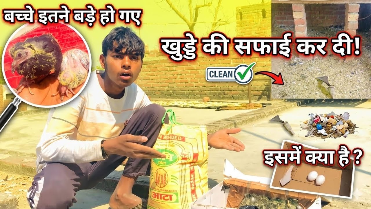 Bacche atne bade ho | Khudde ki safai kar Di | New Desi pigeon Vairal video 