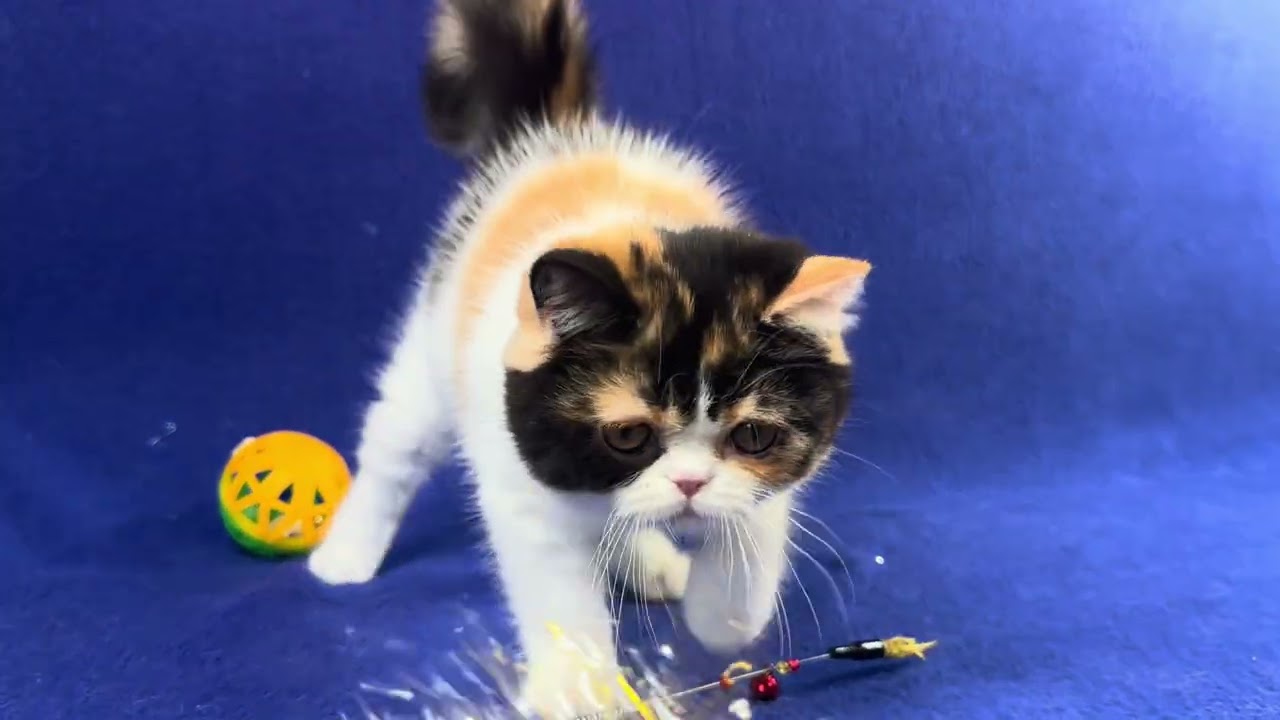 Exotic Shorthair Calico Female Kitten of Majestymeow Cattery!