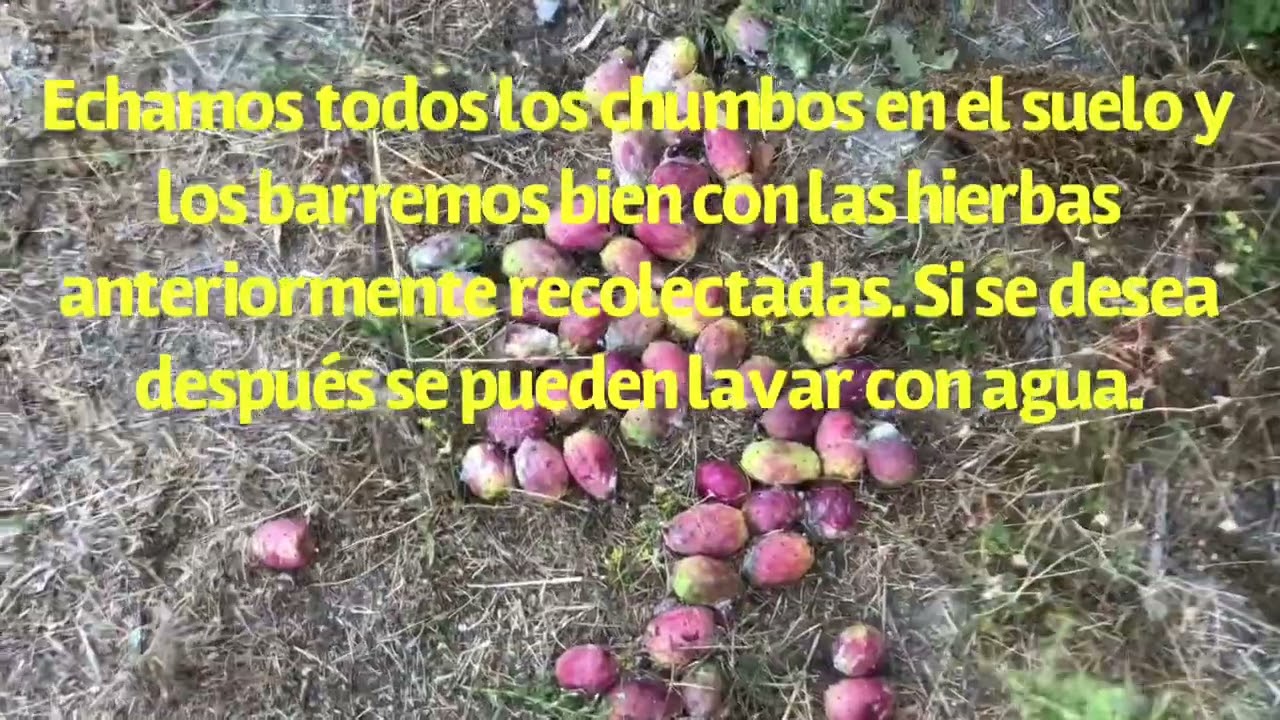 Recolectar y partir higos chumbos
