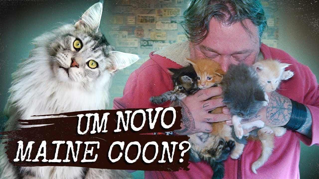 TEREMOS UM NOVO GATO GIGANTE! | A CASA DOS BICHOS