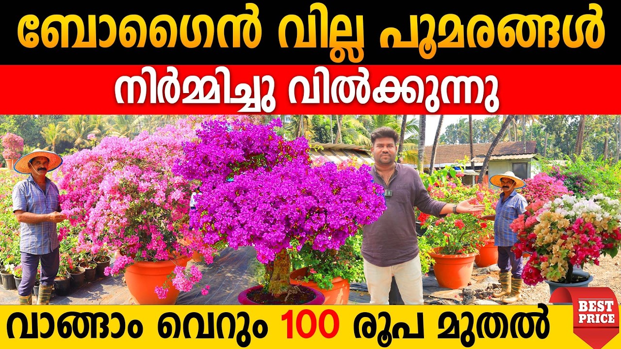 ബോധം പോകും വിലയിൽ ബോഗൈൻ വില്ല പൂമരങ്ങൾ നിർമ്മിച്ചു വിൽക്കുന്നു |വില കേട്ടാൽ വാങ്ങാതെ പോവില്ല ഉറപ്പ്