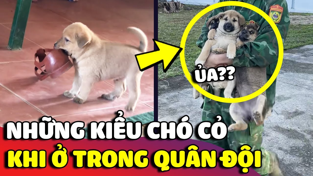 Những kiểu 'CHÓ CỎ' khi ở trong 'QUÂN ĐỘI' sẽ như thế nào 😂 | Gâu Đần