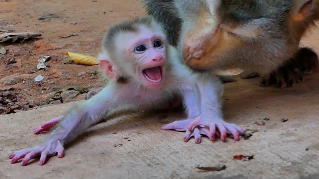 Just have age 4 days old of Newborn Levi . Mom Libby teach Him to stay Independ and alone  . ! 001