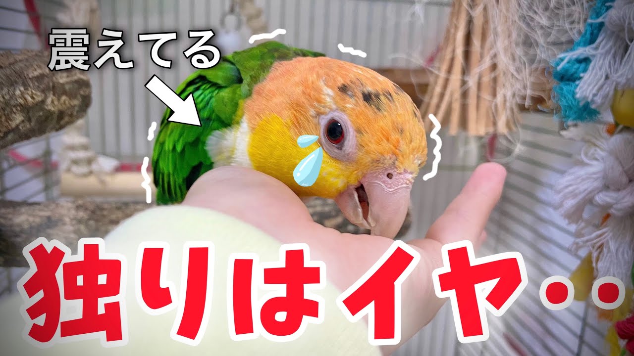 ママと10分離れただけで寂しくて鳴き叫ぶ鳥達がこちら‥【シロハラインコ】