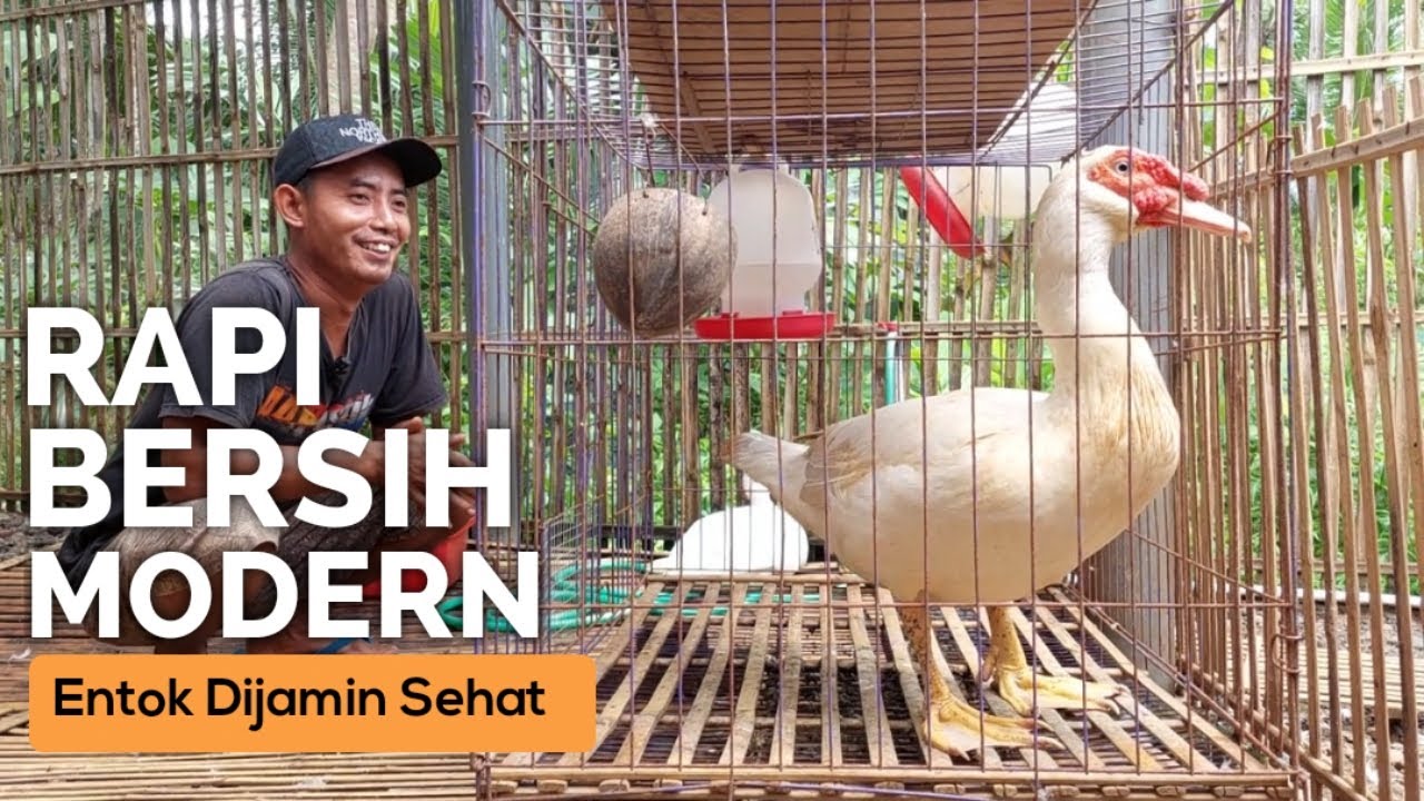 KEREN !!! KANDANG ENTOK MODERN ANTI BECEK ll Ternak Entok Rumahan Menguntungkan