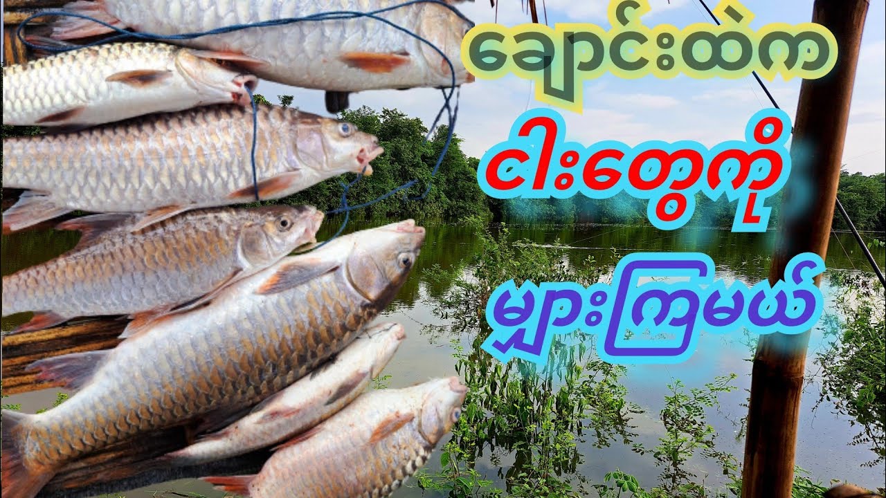 ဗုံးချိတ် နဲ့ငါးမျှားမယ် Mahseer Fishing Myanmar #riverfishing #mahseer #goingfishing