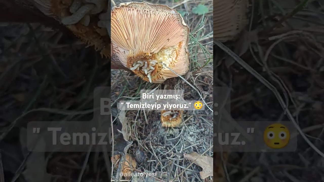 Kurtlu Kanlıca mantarı ayıklayıp yiyenler varmış 🤔 Fikriniz ne ❓ #kanlıcamantarı #&ccedil;ıntar #mantar
