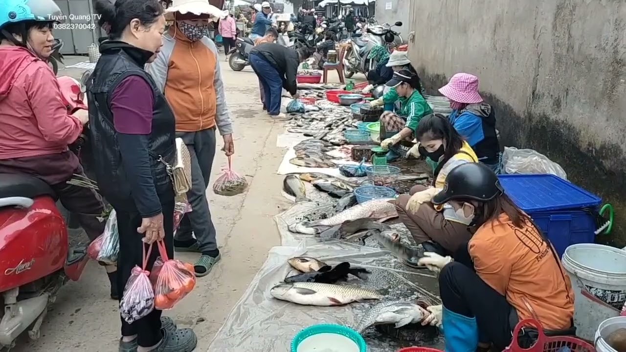Cá Hồ Thủy Điện Thác Bà Rất Nhiều Trên Chợ Sép,Tuyên Quang TV