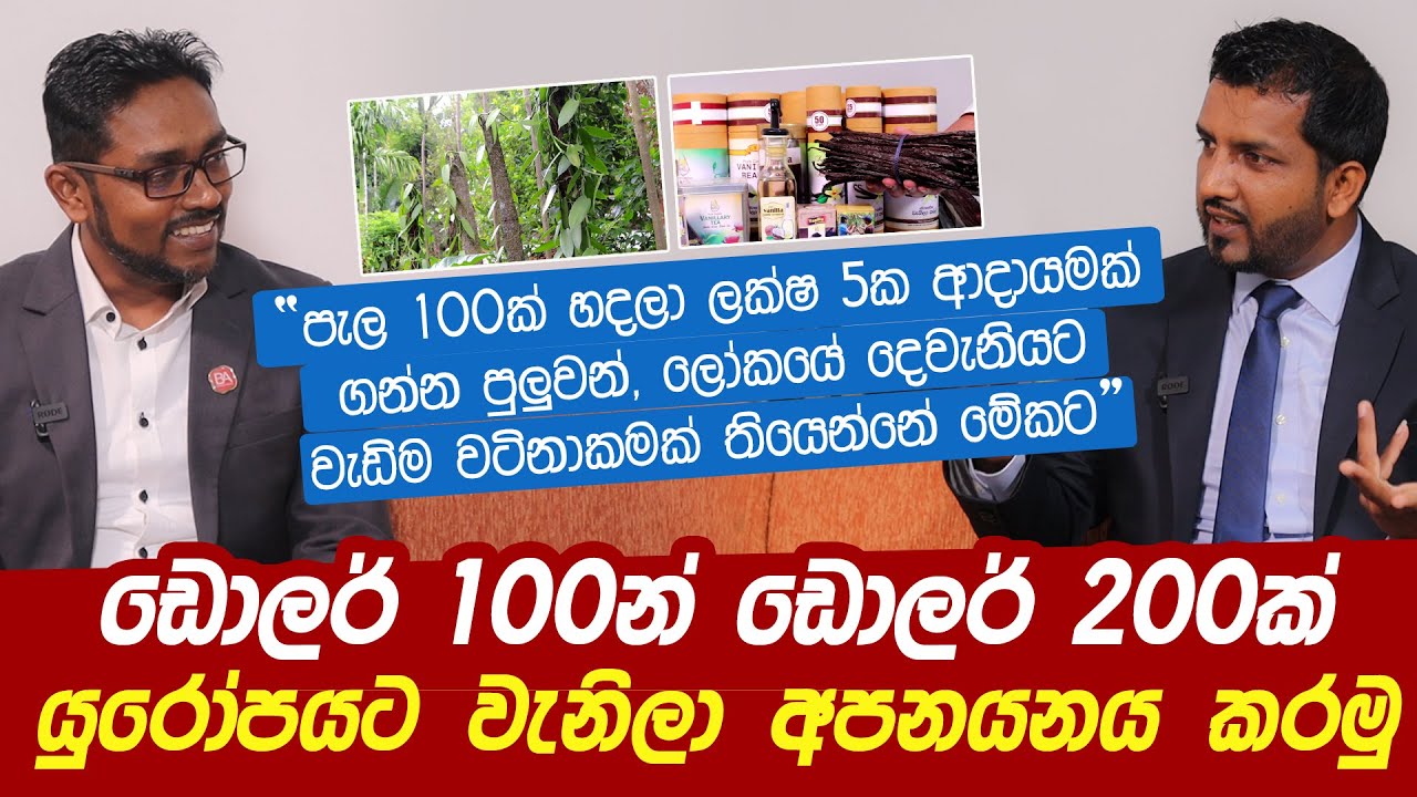 ඩොලර් 100න් ඩොලර් 200ක්  වැනිලා අපනයනය | How you can export Vanilla to the USA and Europe market!