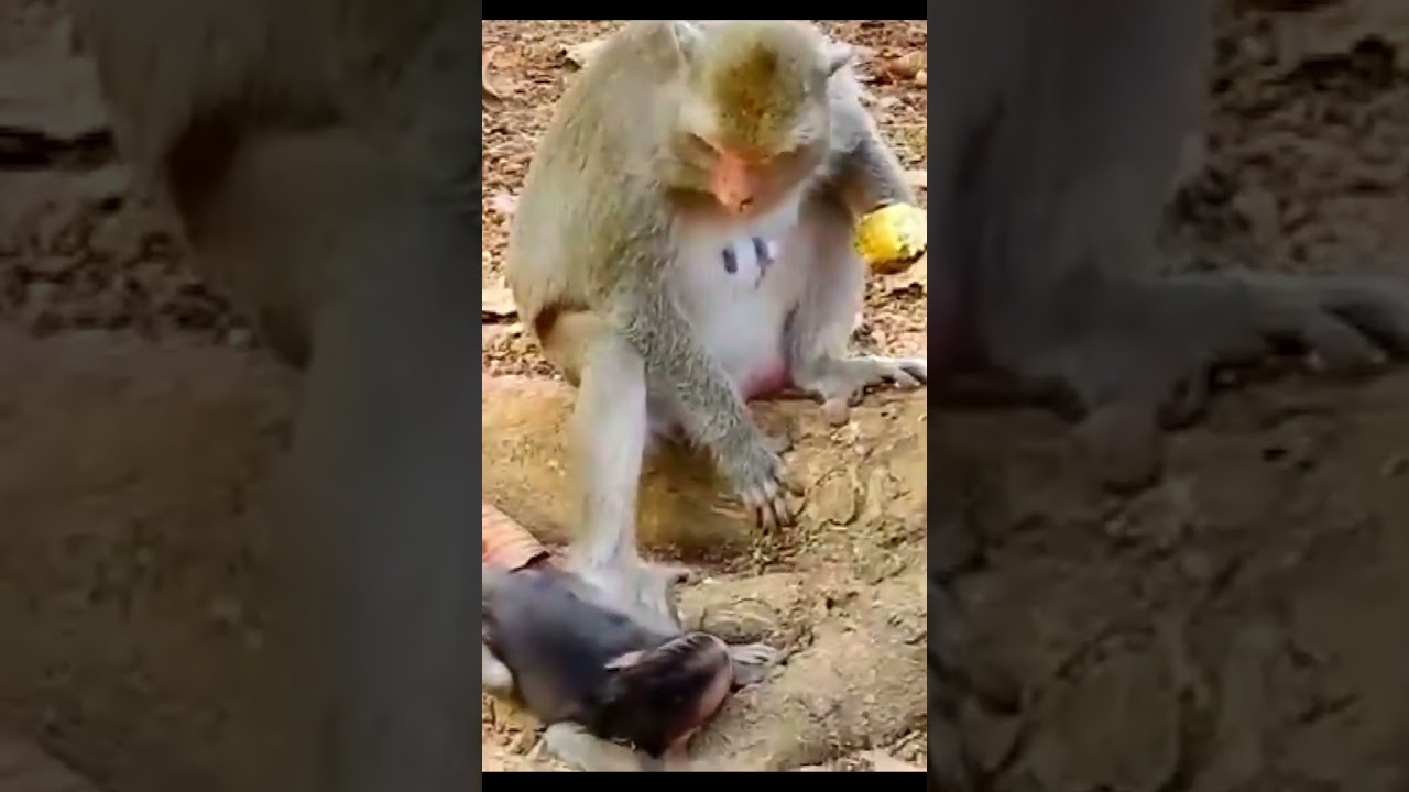 Life of Monkeys: Oh, the baby monkey has come to steal food from its fierce mother!