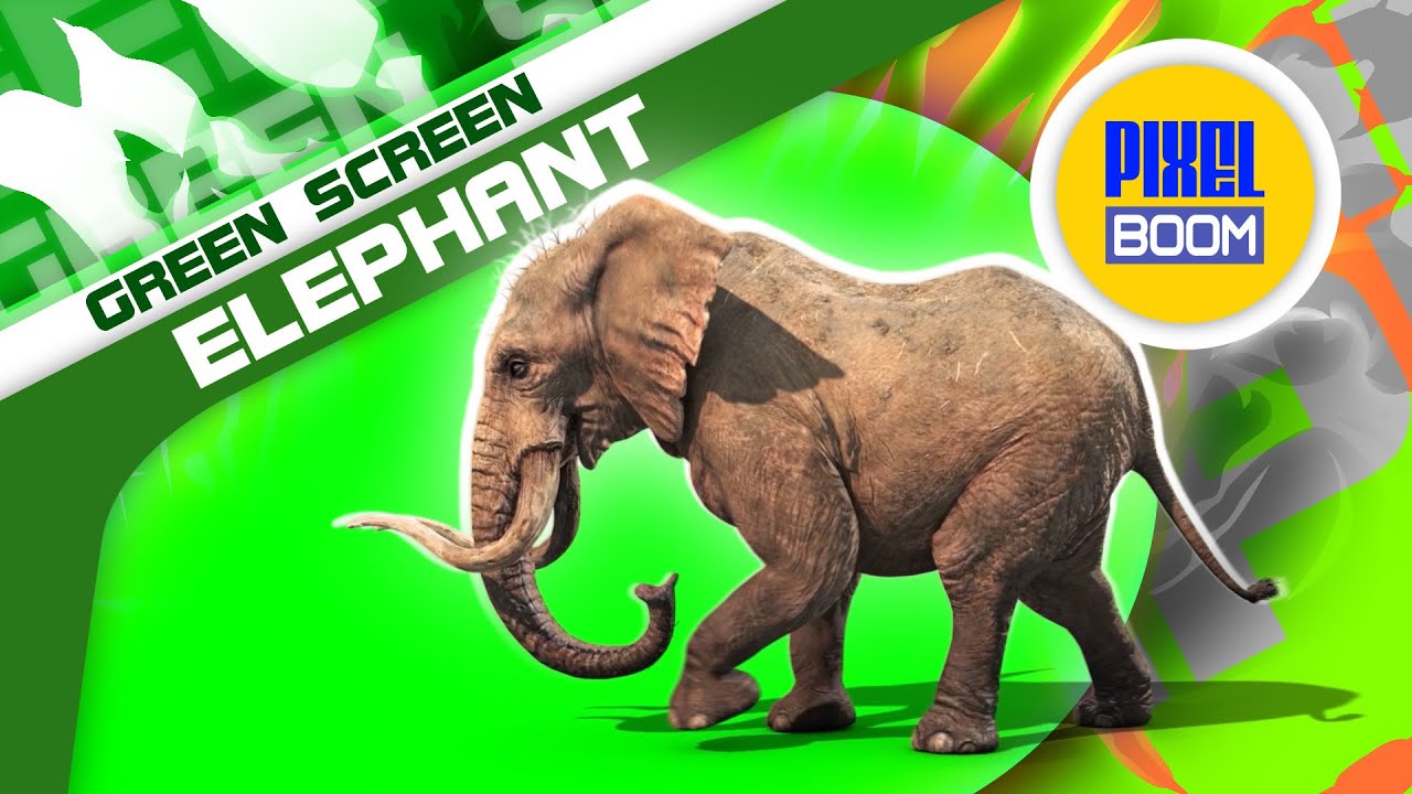 Green Screen Elephant Walks Runs Attack Dies - Footage PixelBoom