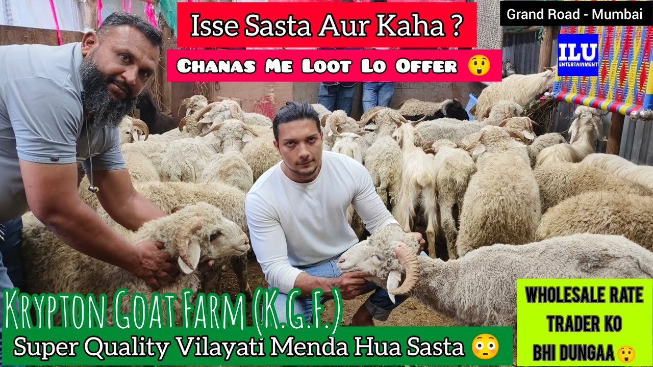 Super Quality Vilayati Menda Sasta Chanas Lo Aur Shouk Karo|| Krypton Goat Farm Grand Road Mumbai ||