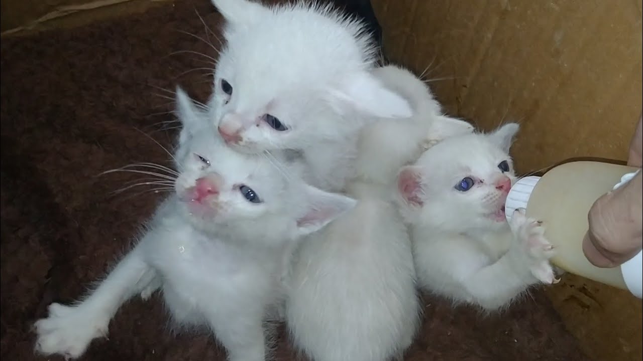 Rescue Kitten Won’t Calm Down — Scratching Everyone for Attention And For Milk 