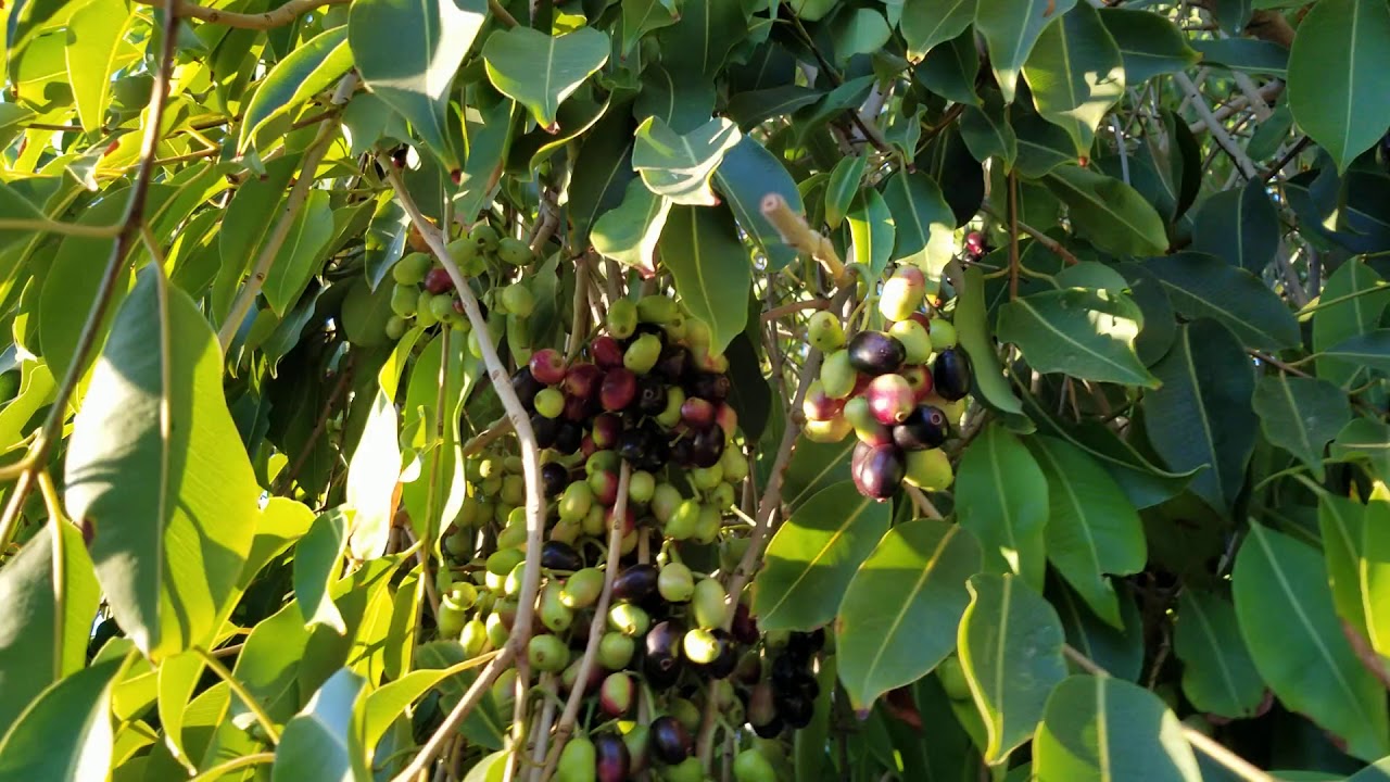 Growing Jamun fruit trees in Phoenix AZ