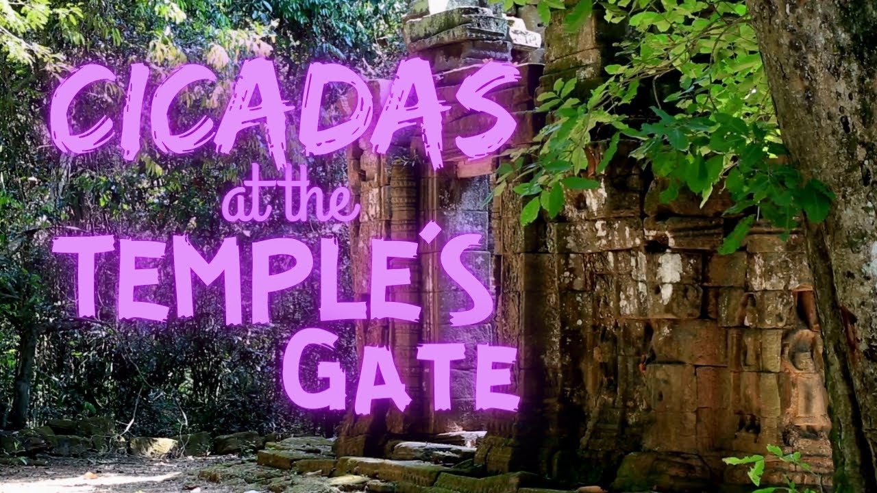 Cicadas at the Temple's Gate | Cicadas Series | Ambient Sound | What Else Is There?
