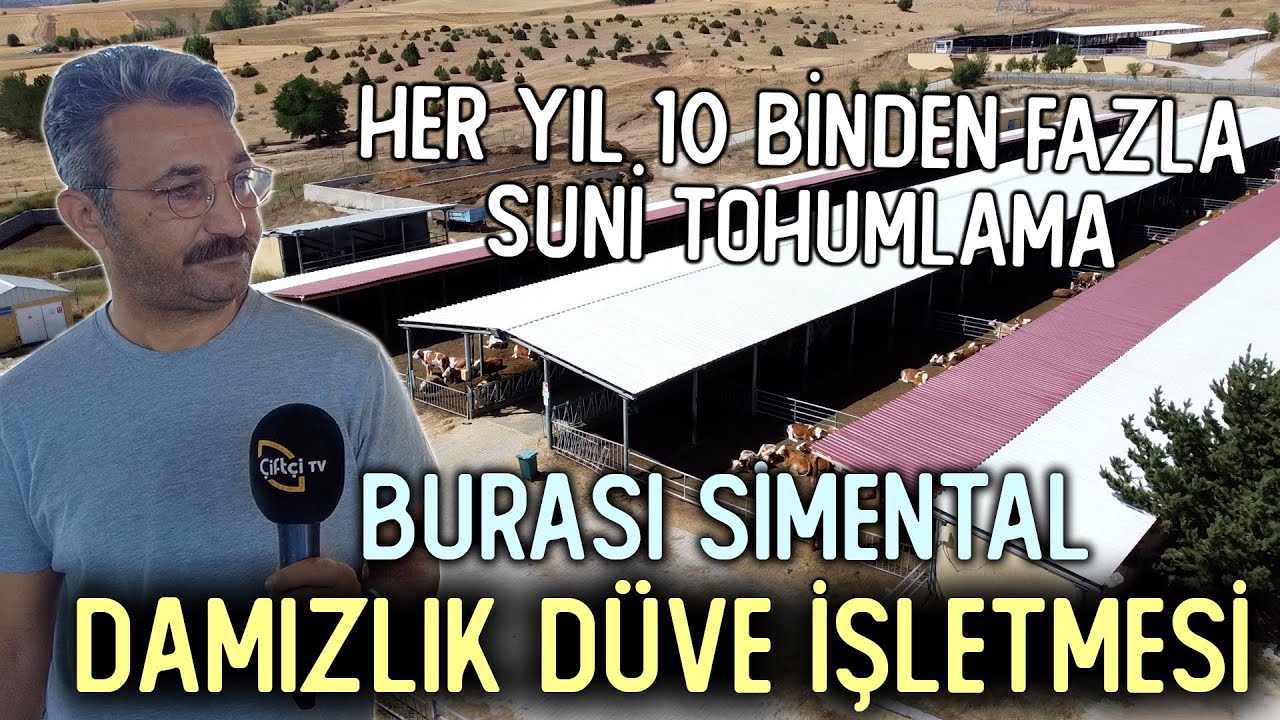 Burası Damızlık Düve İşletmesi / Her Yıl 10 Binden Fazla Suni Tohumlama - Tarımda Hayat