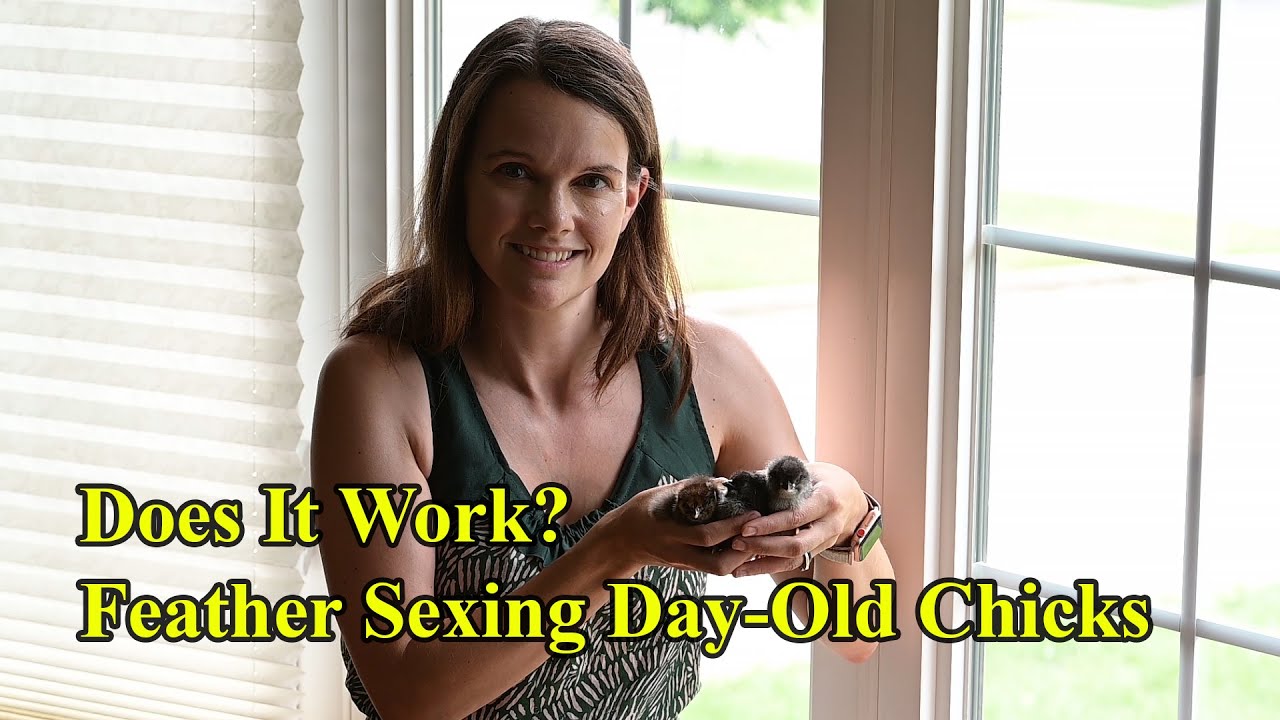 Feather Sexing Day Old Chicks: Does it work?!