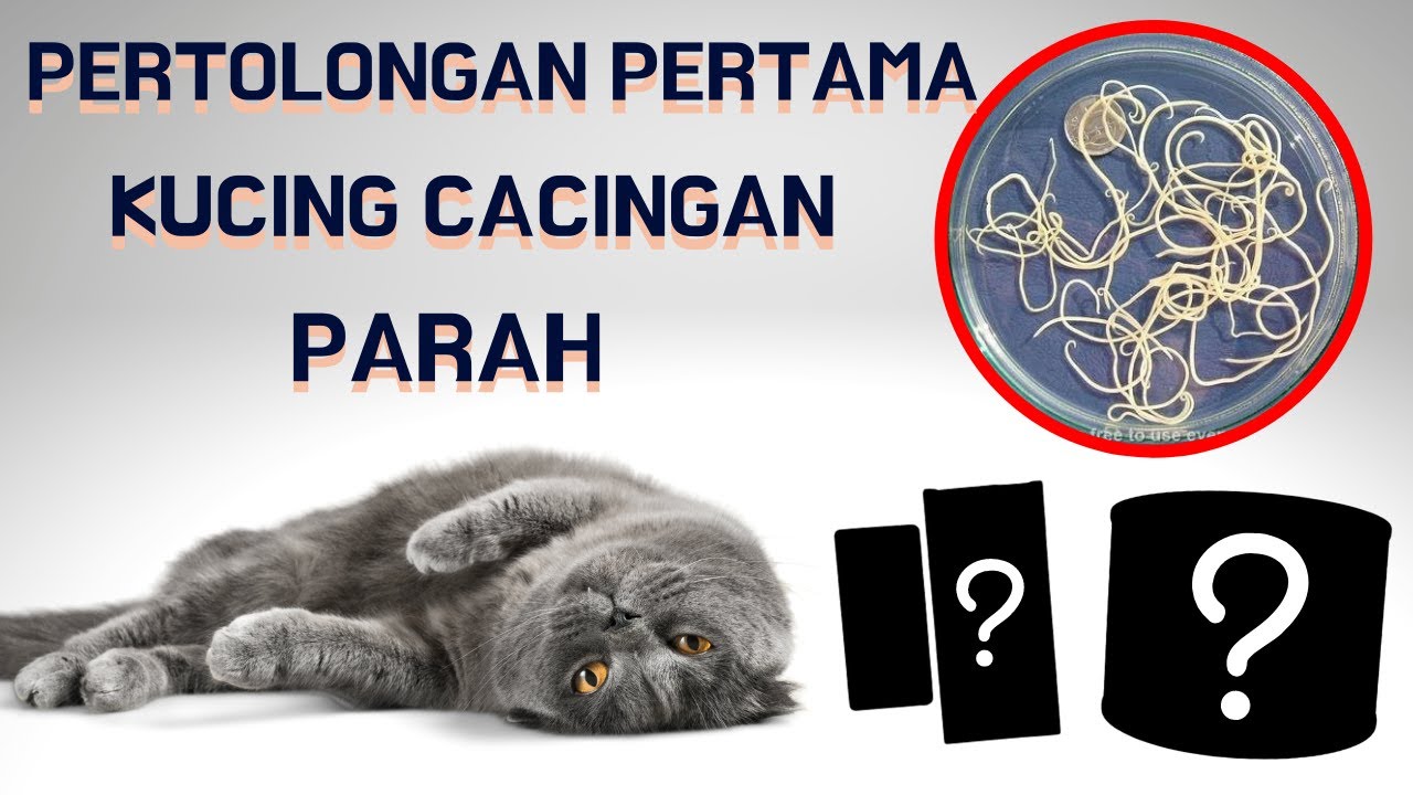KUCING LEMAS DAN TIDAK MAU MAKAN KARENA CACINGAN? INI SOLUSINYA...