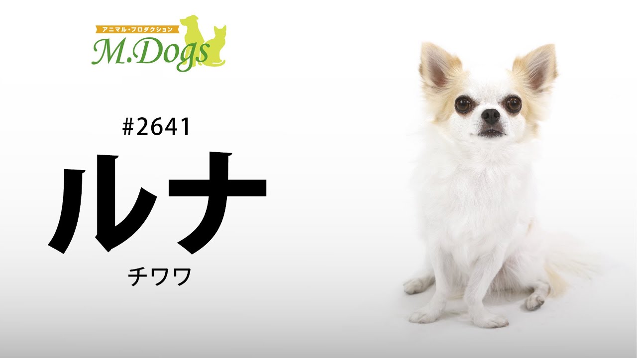 ペットモデル#2641 チワワ「ルナ」