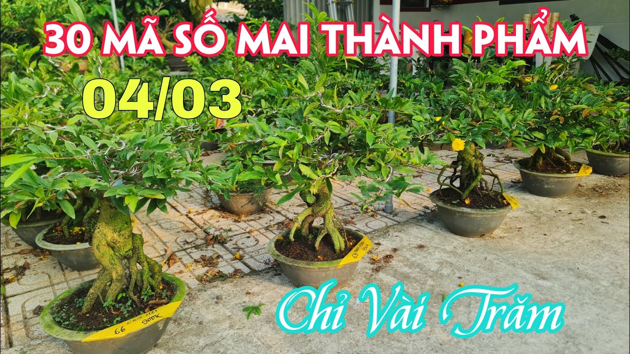 04/03. 30 Mã Số Mai Bình Lợi, Sài Gòn, Như Ý, Thọ Hương...☎Trang 0359910781