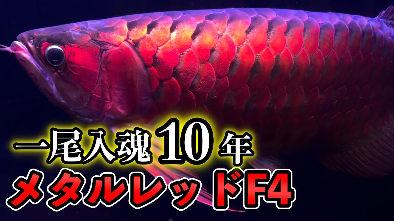『一尾入魂』10年飼育された紅龍『メタルレッドF４』with 『アクアリウムプロショップピンポイント』アジアアロワな紹介！貴重！アルビノ過背金龍✖️過背金龍の産卵動画もあり！