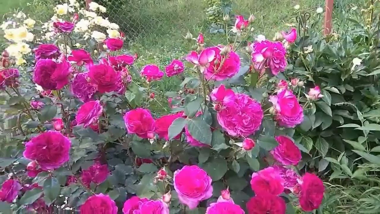 ЗАПОЗДАЛОЕ ПОЗДРАВЛЕНИЕ С ВЕСЕННИМ ПРАЗДНИКОМ ИЗ ЦВЕТУЩЕГО САДА