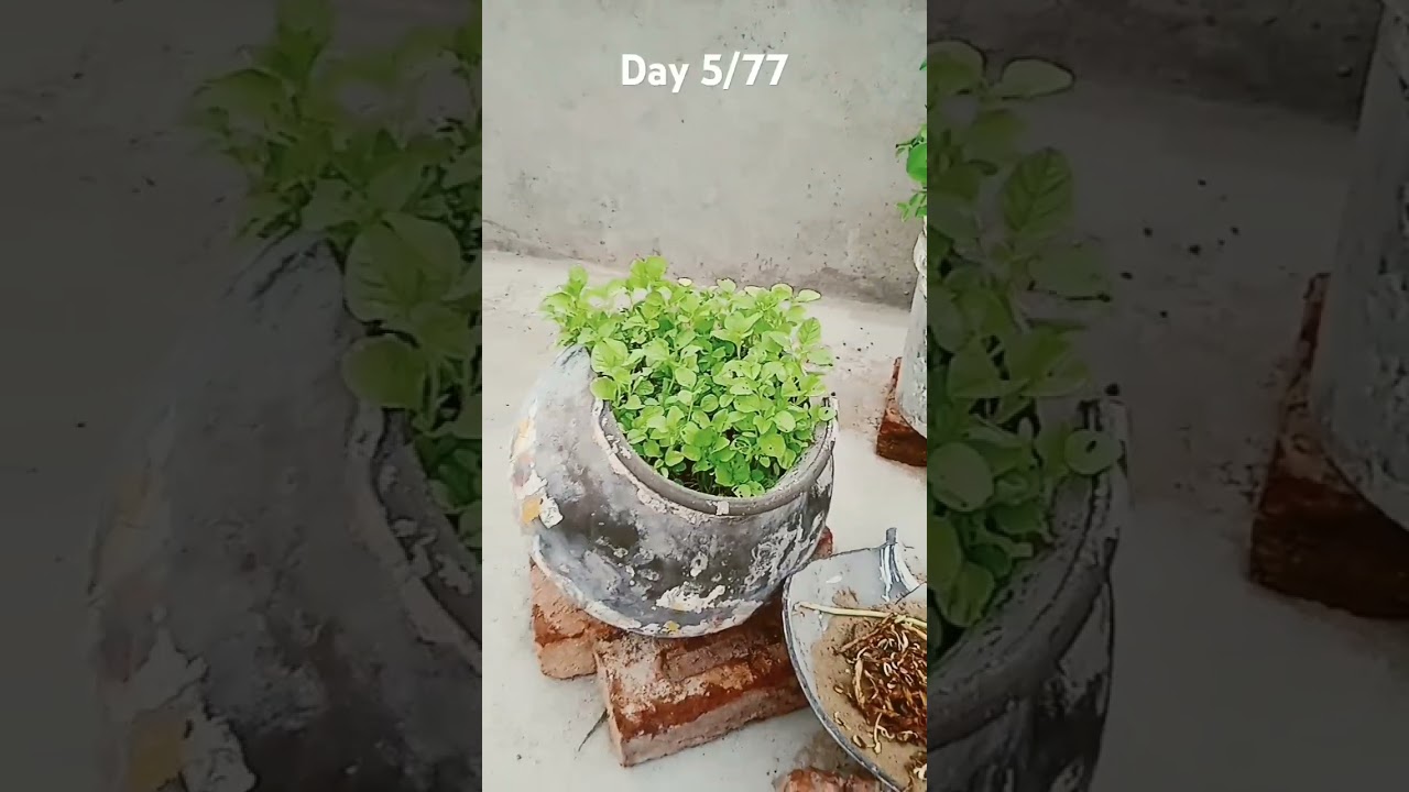 plants 🌱 day by day growing observing #viral #plantdevelopment #youtubeshorts #plantgrowth #youtubev
