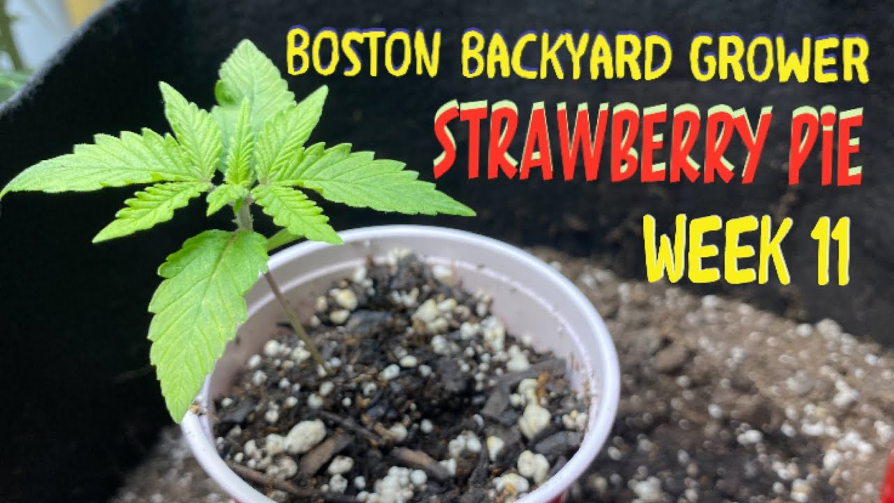 Week 11: Strawberry Pie Autoflowers - Autoflower Indoor Grow Nutrients Feeding