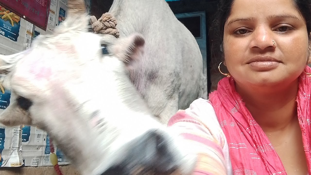 जय गौ माता जय माँ गायत्री #viral#trending#cow#youtube#gaytri cow hardoi #hardoi