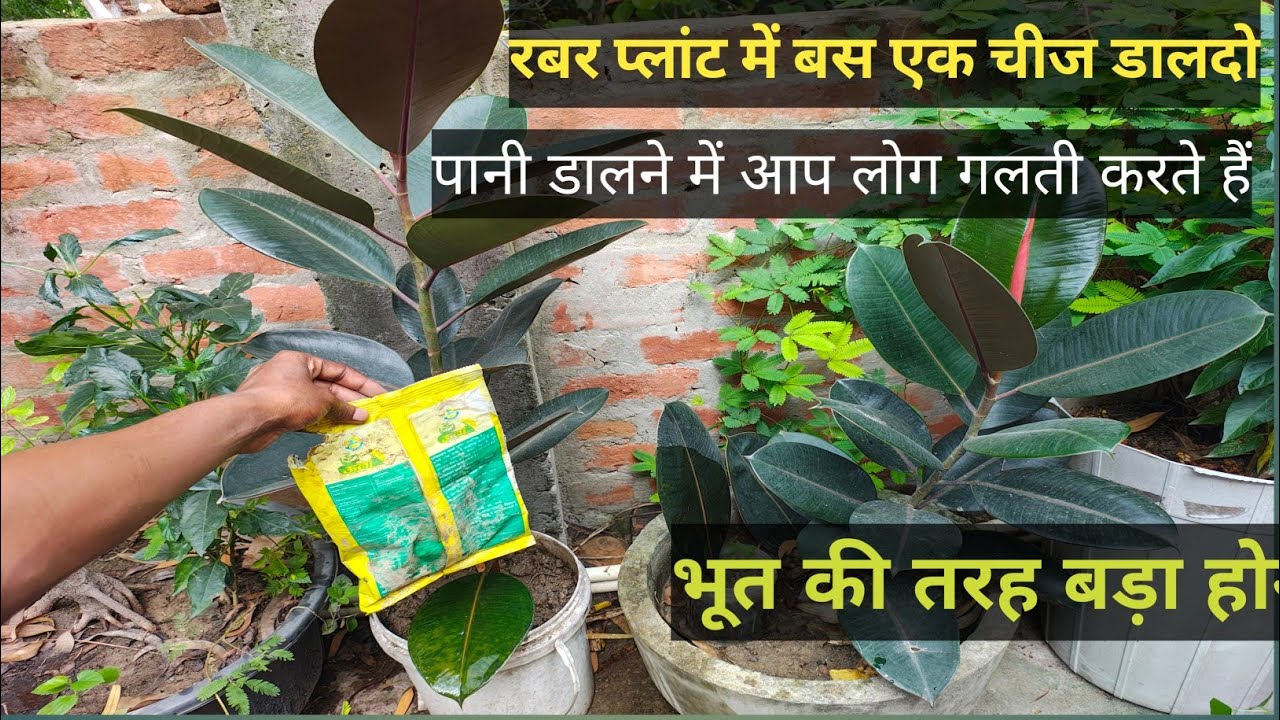 रबर प्लांट में बस एक चीज पानी के साथ डाल दो भूत की तरह बड़ा होगा